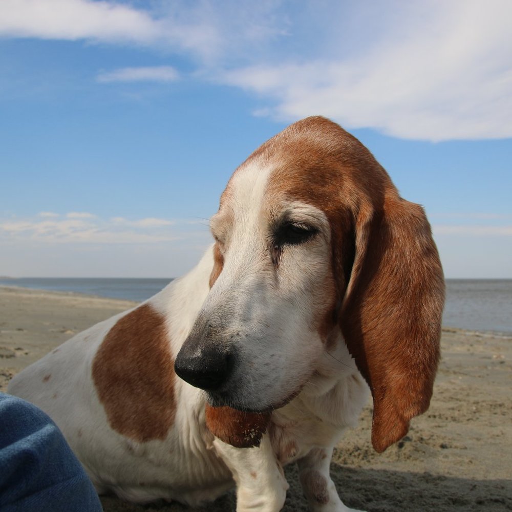 Meet your Posher, Justin